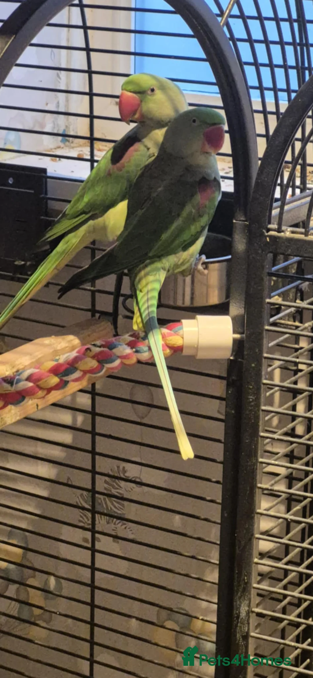 Parakeets birds for sale: Bonded pair of alexandrine  - Advert 1