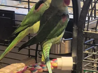 Parakeets birds Bonded pair of alexandrine - Advert 1