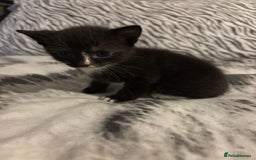Mixed Breed cats for sale: 2 girls 2 boys - Image 5