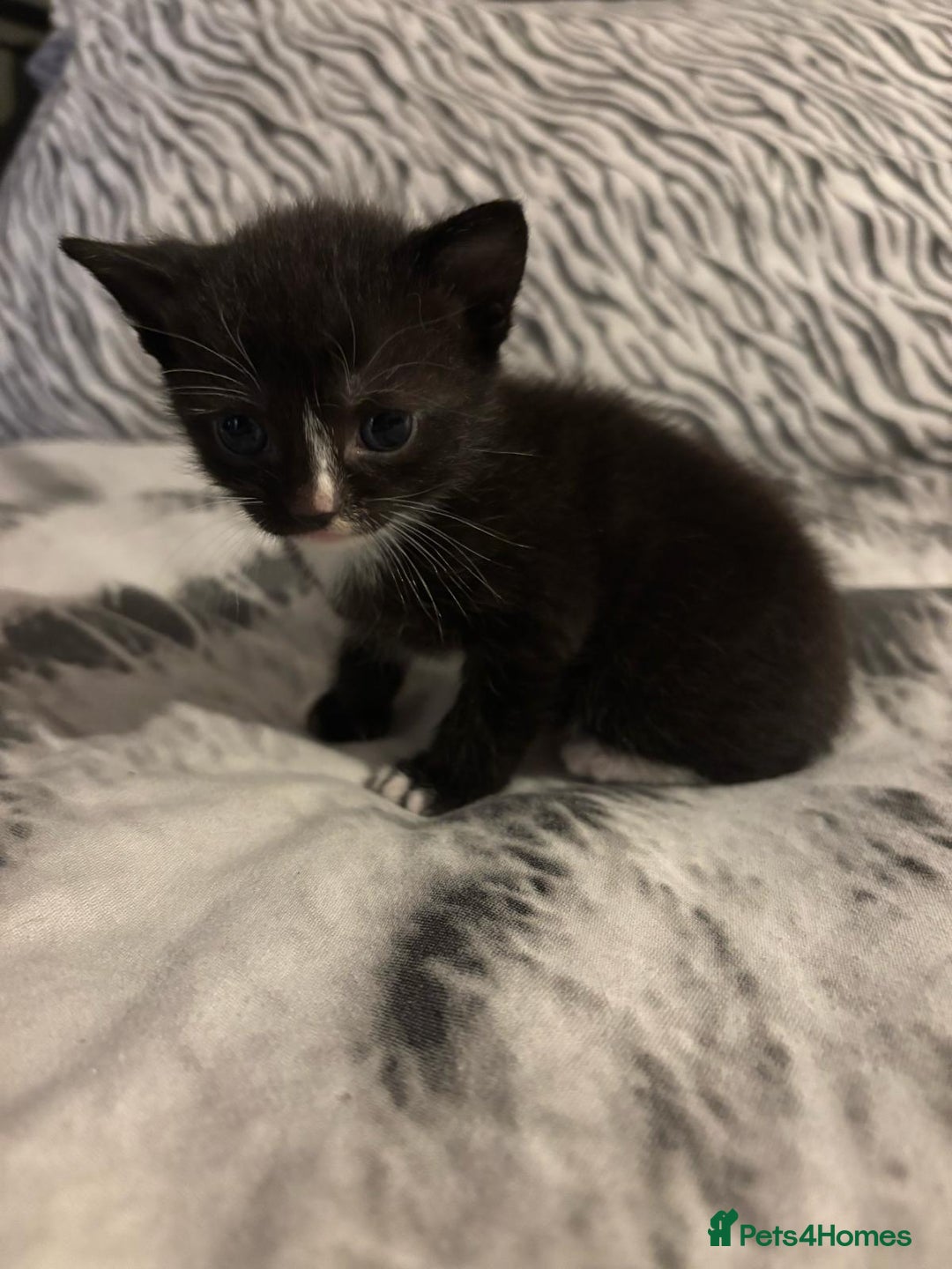 Mixed Breed cats for sale: 2 girls 2 boys - Image 5