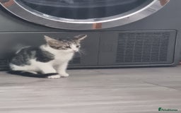 Mixed Breed cats for sale: ******s - Image 6