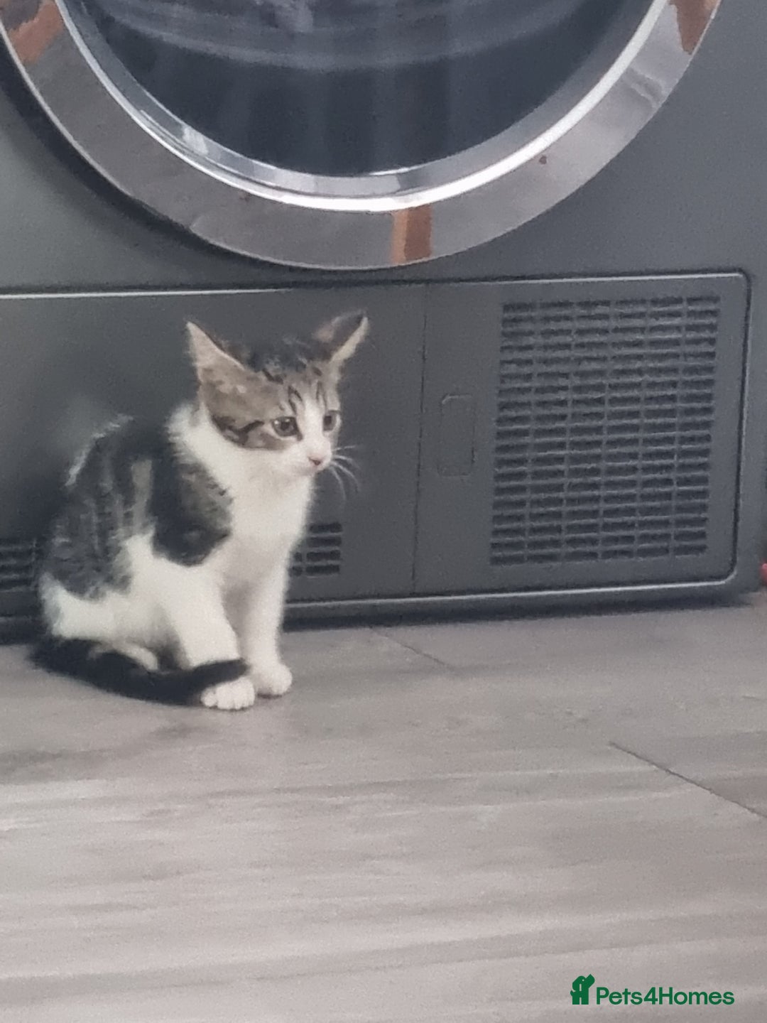 Mixed Breed cats for sale: ******s - Image 6