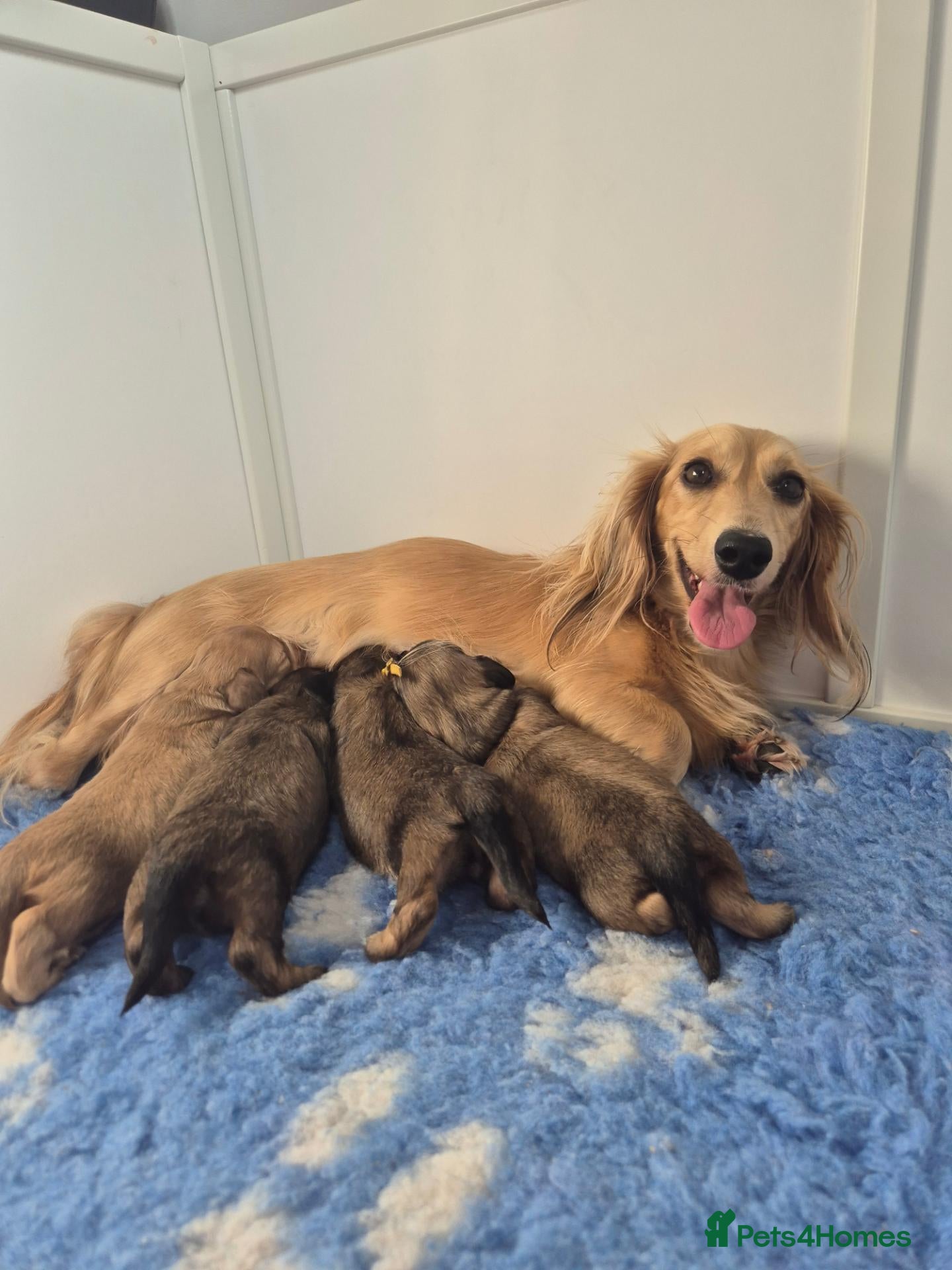 Miniature Dachshund dogs Miniature long haired Dachshund puppies - Advert 2