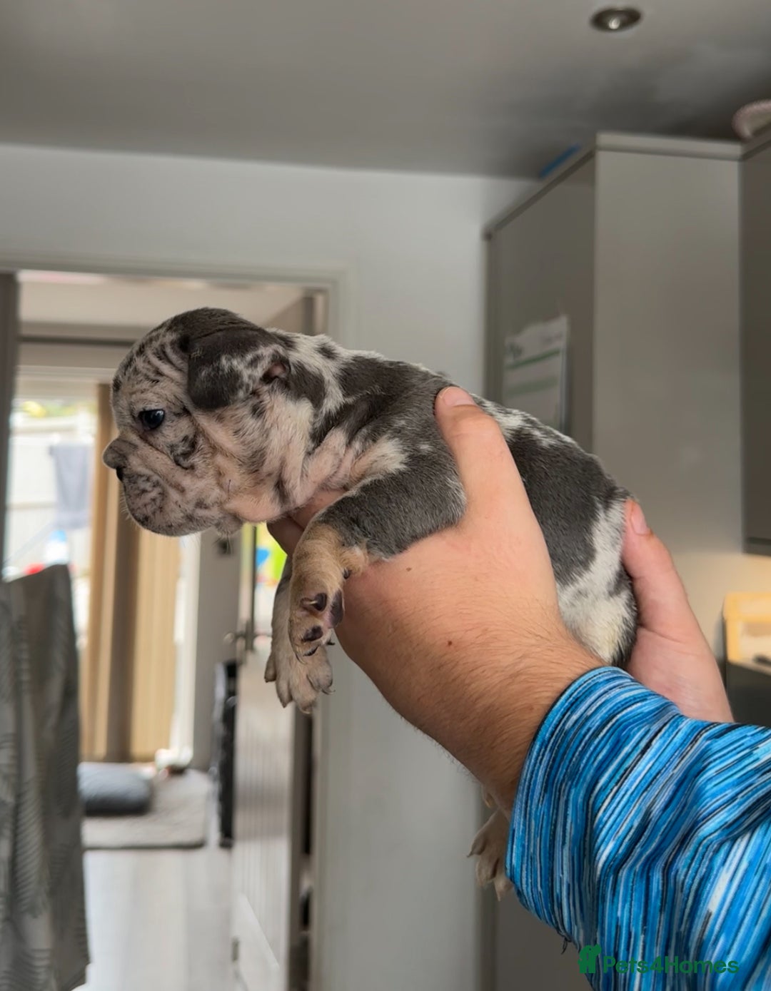 French Bulldog dogs for sale: 🤍 Merle / Lilac + Tan French bulldog puppies🤍 - Image 4