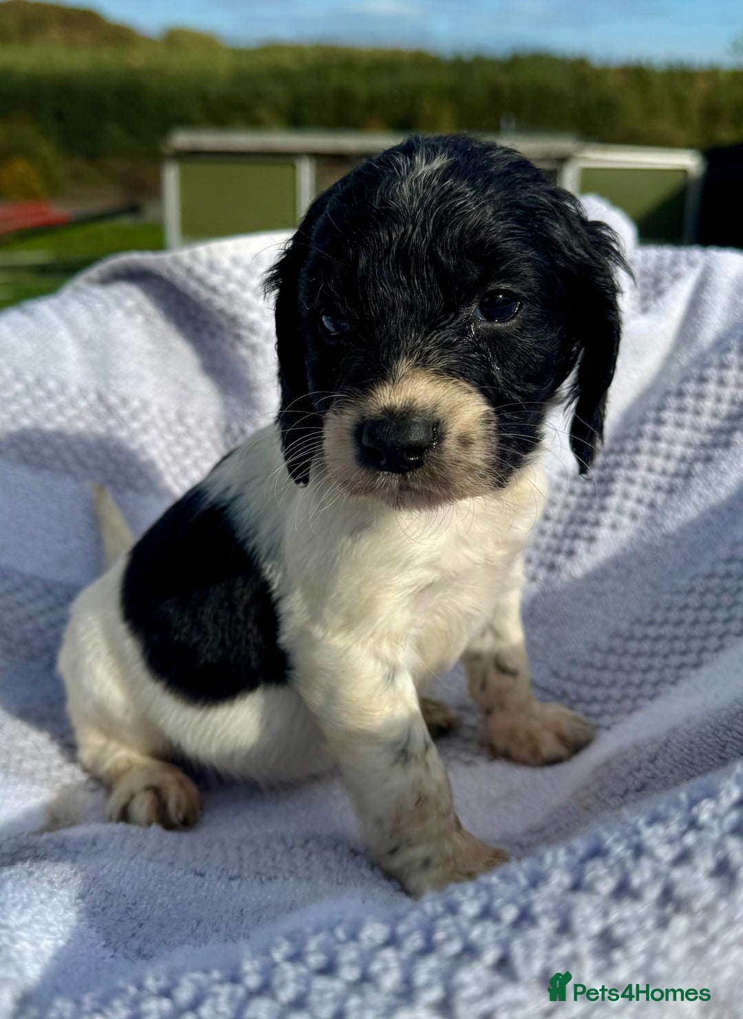 Mixed Breed dogs for sale: Cavapoo x cockerspaniel  - Image 4