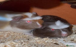 Guinea Pig rodents for sale: Baby Crested Guinea Pigs - Image 7