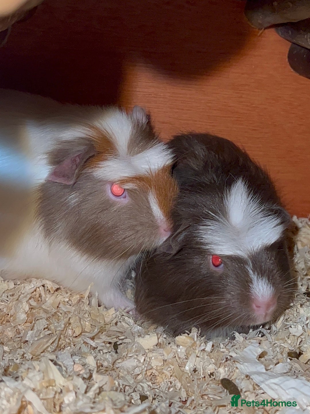 Guinea Pig rodents for sale: Baby Crested Guinea Pigs - Image 7