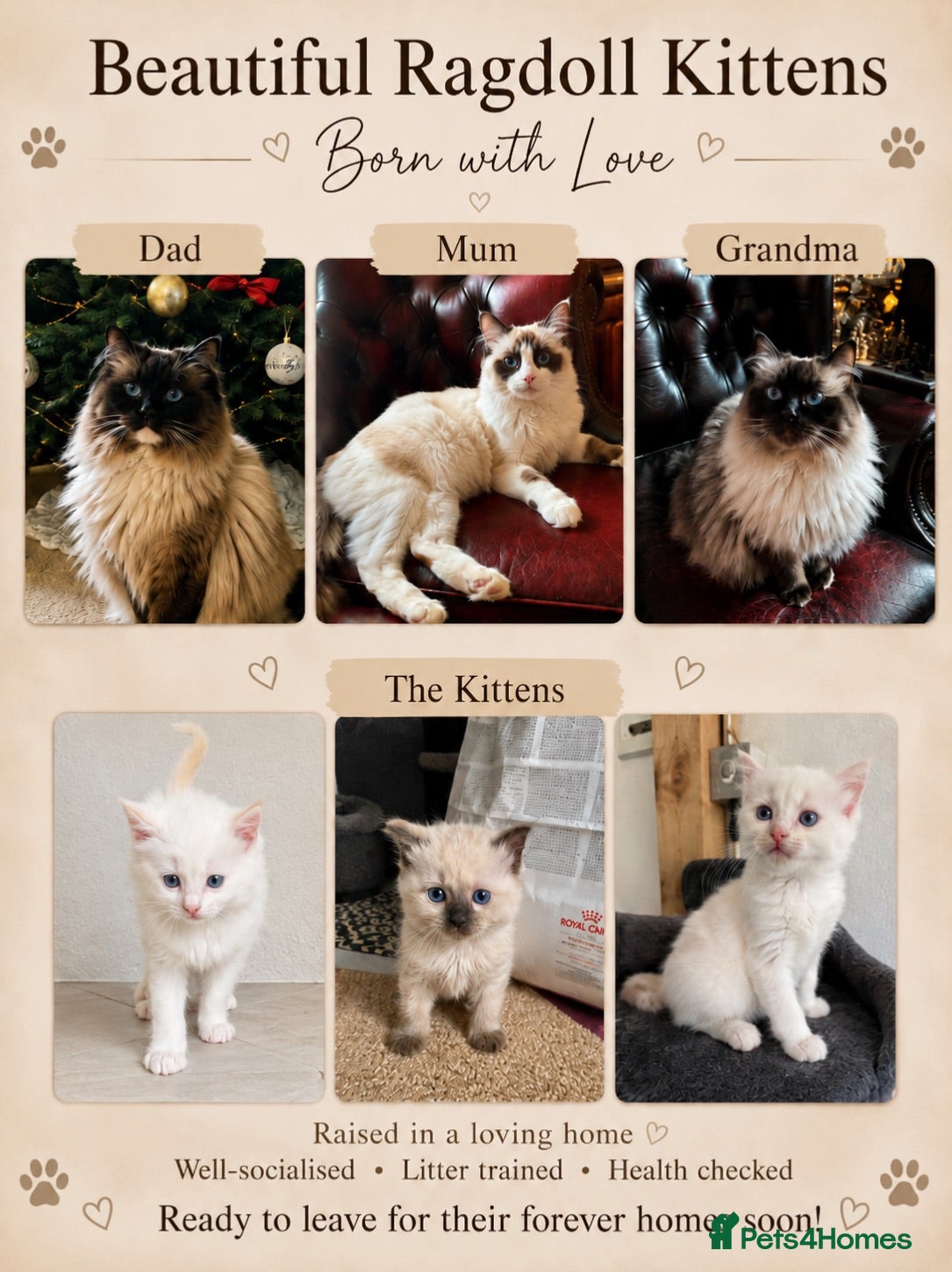 Ragdoll cats Ragdoll kittens HCM/PKD DNA’d - Advert 12