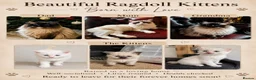 Ragdoll cats for sale: Ragdoll kittens HCM/PKD DNA’d - Advert 1