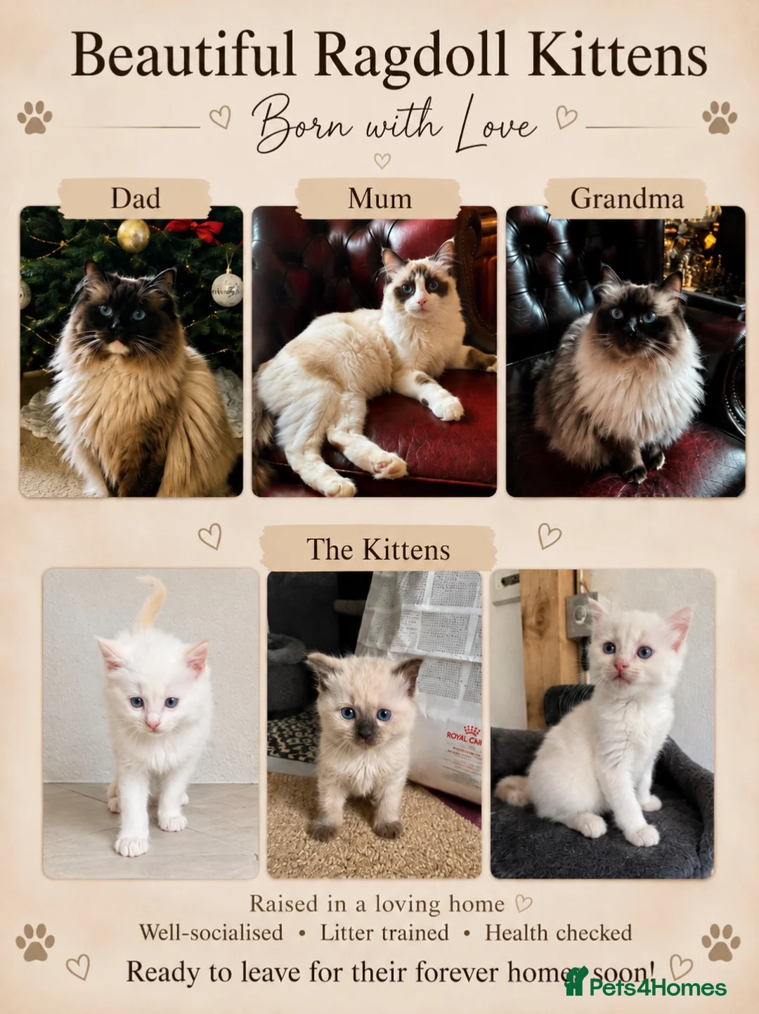 Ragdoll cats for sale: Ragdoll kittens HCM/PKD DNA’d - Advert 1