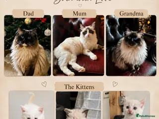 Ragdoll cats Ragdoll kittens HCM/PKD DNA’d - Advert 1