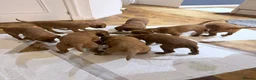 Irish Setter dogs for sale: Irish Red Setter Puppies  - Advert 3