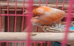 Canaries birds for sale: STAFFORD HERLIQUEEN RED FACTOR DIMORPHIC birds - Image 13