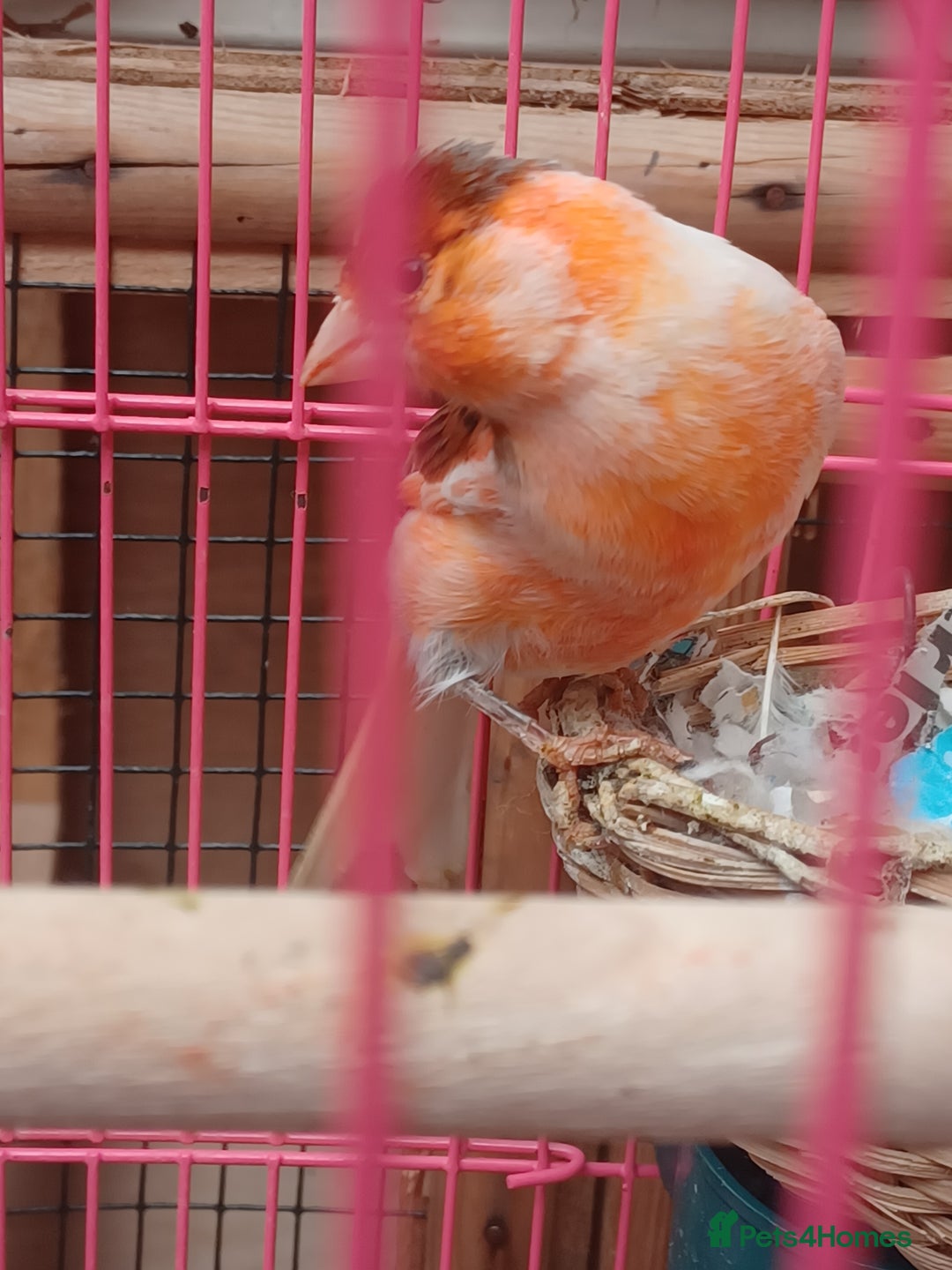 Canaries birds for sale: STAFFORD HERLIQUEEN RED FACTOR DIMORPHIC birds - Image 13