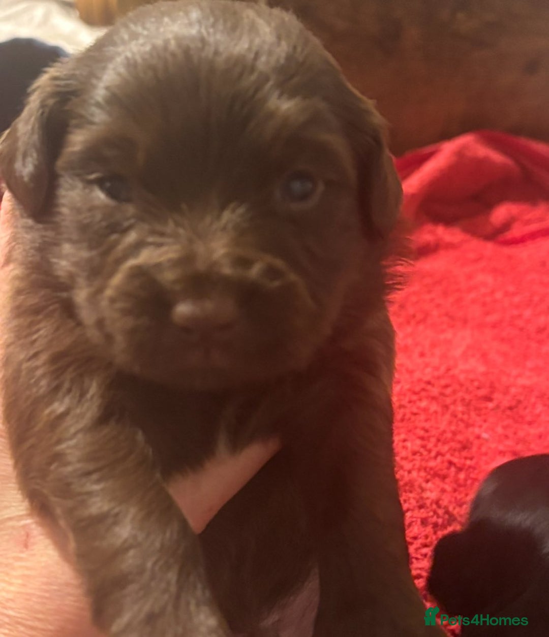 Mixed Breed dogs for sale: Cockeranians - Image 5