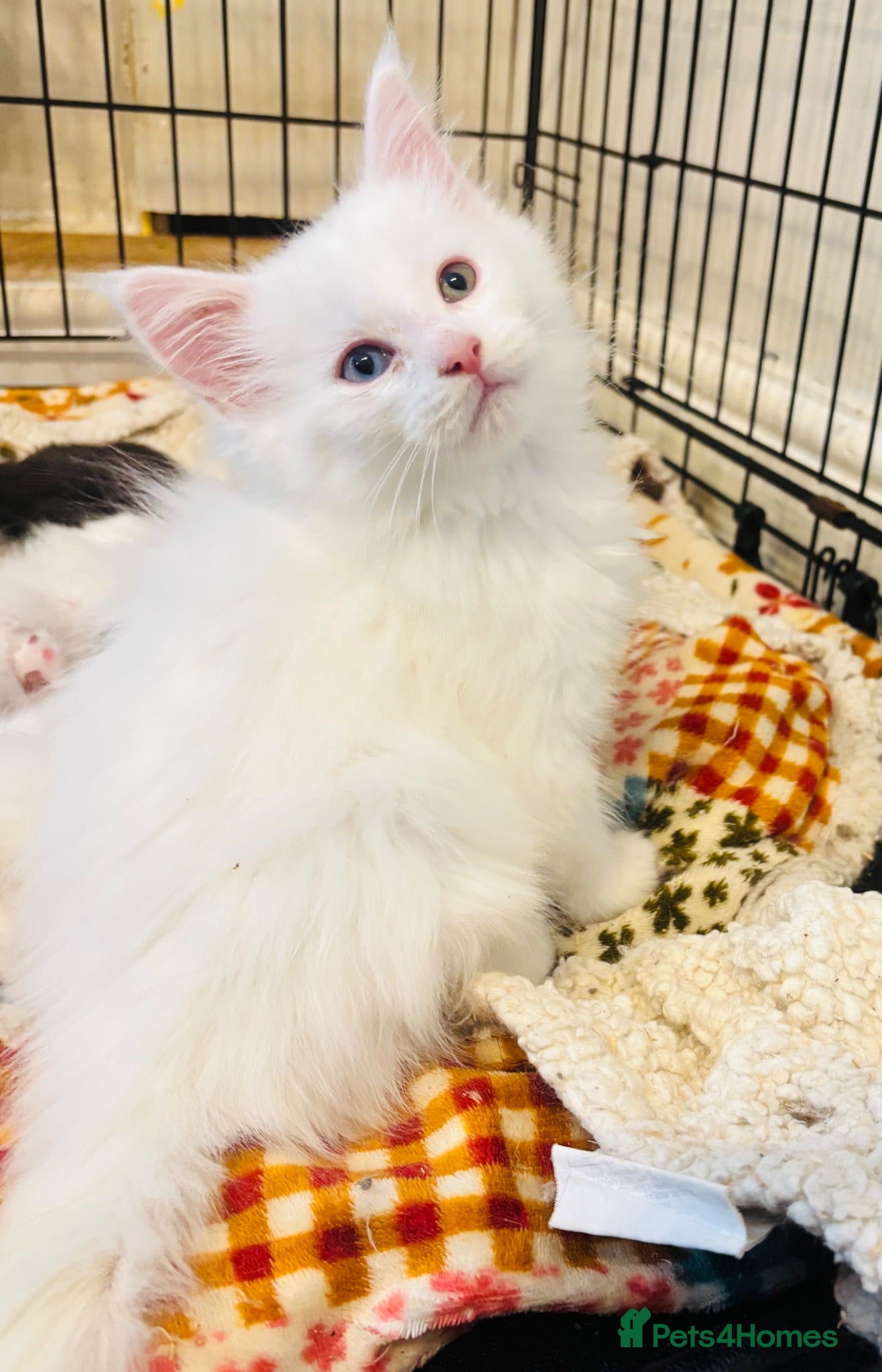 Maine Coon cats Maine coon kittens for sale. Some polydactyl.  - Advert 1