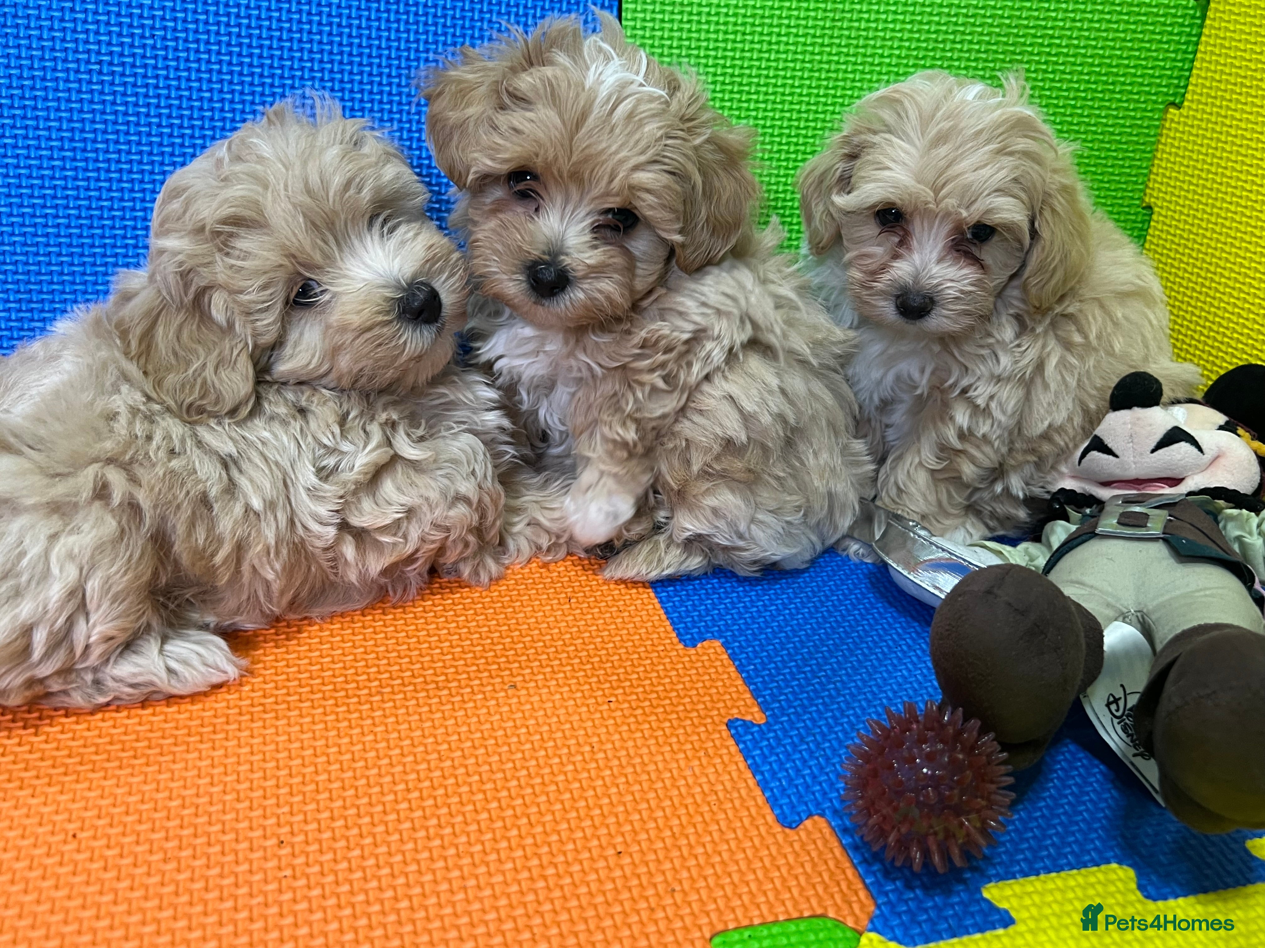 Maltipoo dogs ❤️3 Maltipoo F1 Babies❤️ - Advert 4