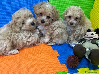 Maltipoo dogs ❤️3 Maltipoo F1 Babies❤️ - Advert 2