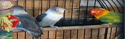 Lovebirds birds for sale: Lovebirds fischers x4 fischers lovebirds  - Advert 2