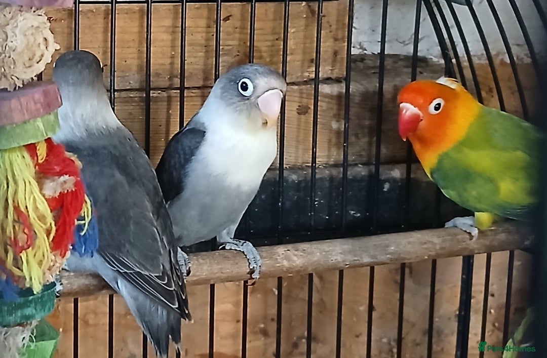 Lovebirds birds for sale: Lovebirds fischers x4 fischers lovebirds  - Image 2
