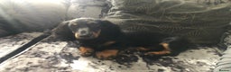 Miniature Dachshund dogs for sale:  long haired miniature dachshund male KC registere - Advert 32
