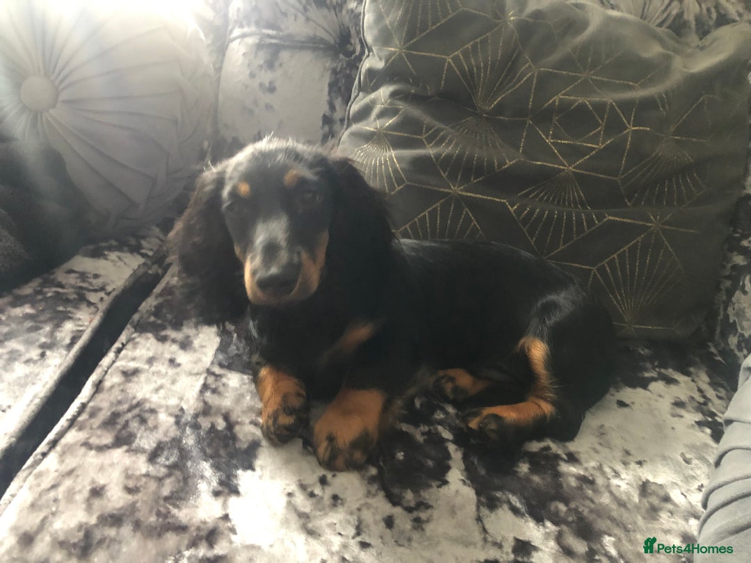 Miniature Dachshund dogs for sale:  long haired miniature dachshund male KC registere - Advert 32