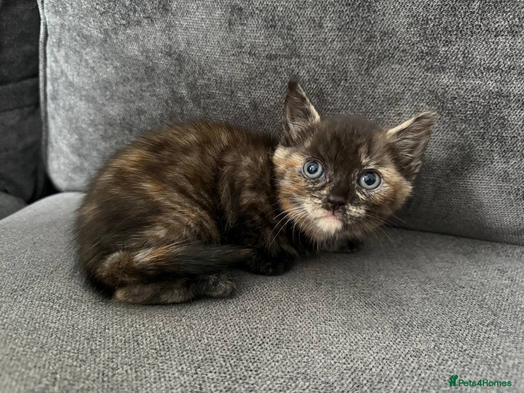 American Shorthair cats for sale: Smart stunning mixed colour kittens  - Image 1