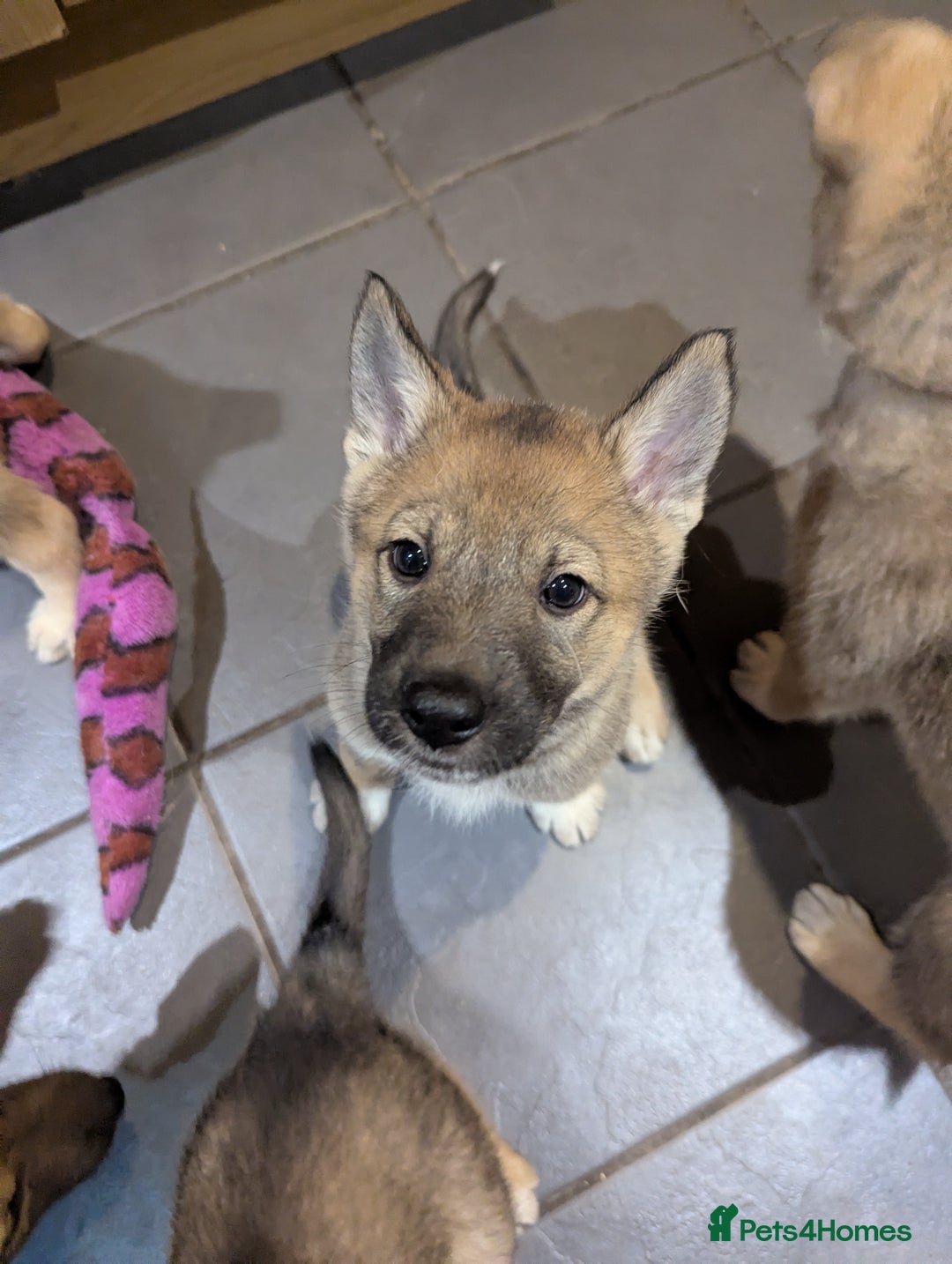 Saarloos Wolfdog dogs for sale: Lupine dog puppy female  - Advert 1