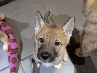 Saarloos Wolfdog dogs Lupine dog puppy female - Advert 3