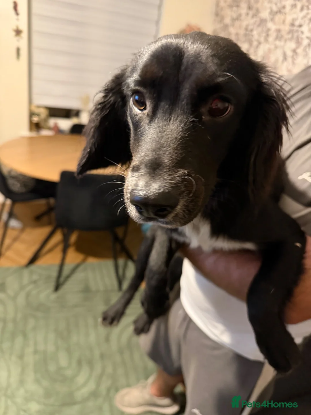 Mixed Breed dogs for sale: 7 month old cocker spaniel x Pomeranian  in Southampton - Advert 1