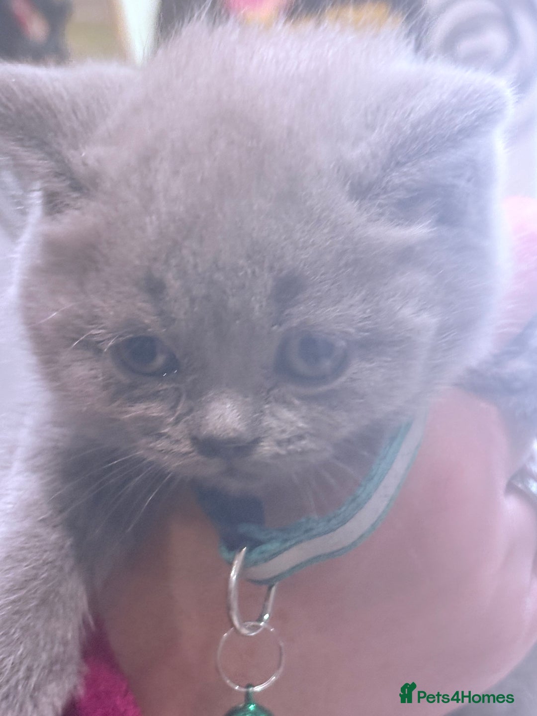 British Shorthair cats for sale: British Shorthair kittens  - Advert 16