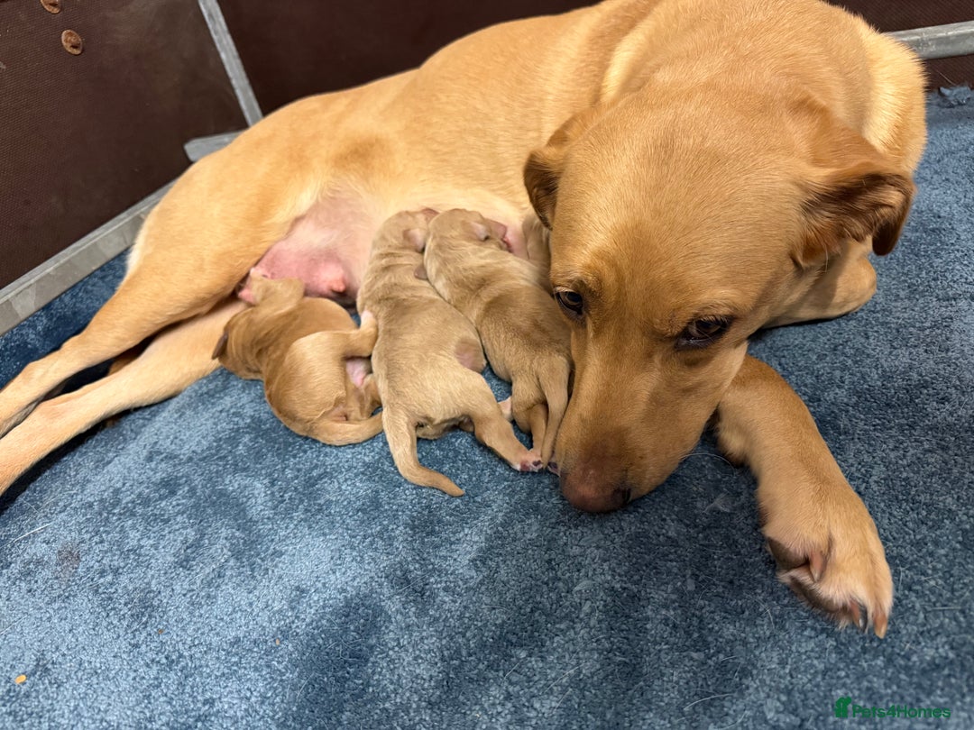 Labradoodle dogs for sale: 6 beautiful labradoodles - Advert 20