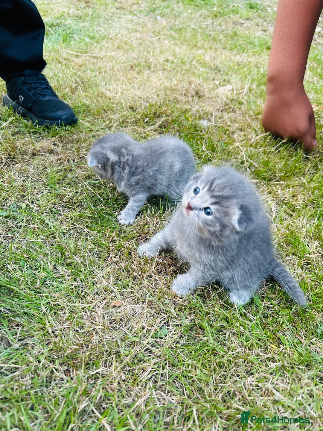 Scottish Fold cats for sale: Adorable Kittens Looking for Their Forever Homes🐾 - Image 7