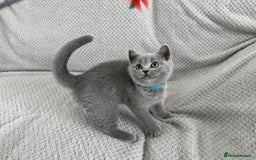 British Shorthair cats for sale: READY NOW 😻Pedigree BSH with perks in Swindon - Image 6