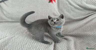 British Shorthair cats in Swindon - Advert 1