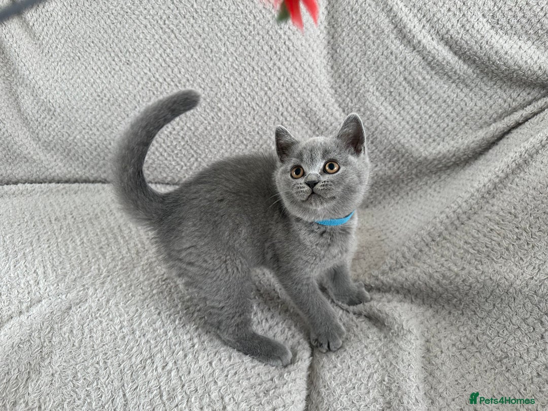 British Shorthair cats for sale: READY NOW 😻Pedigree BSH with perks in Swindon - Image 6