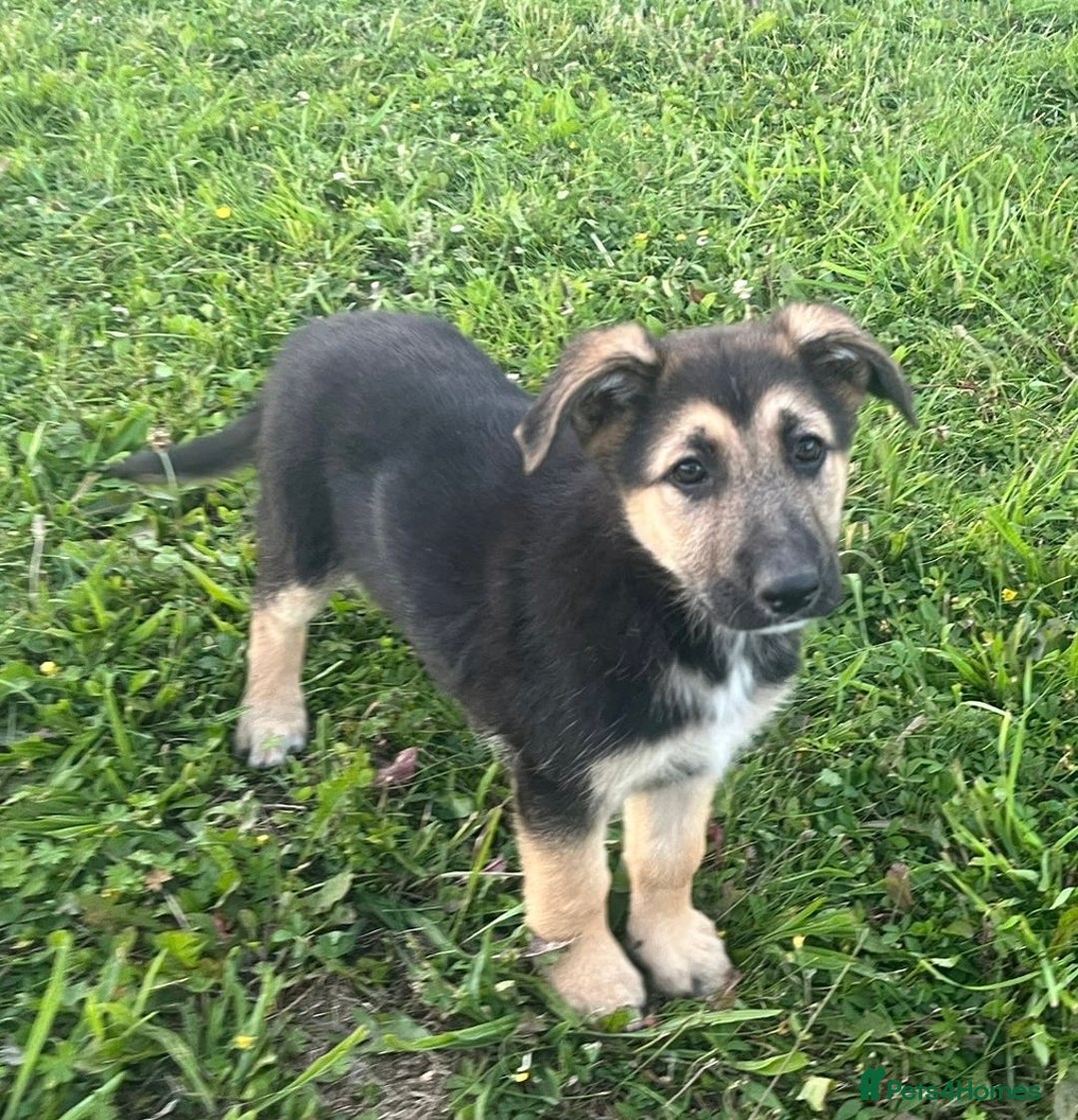 German Shepherd dogs for sale: 2 German Shepherd Bitches Ready Now - Image 20