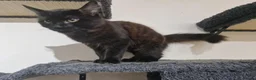 Mixed Breed cats for sale: Two Kittens Available - Advert 7