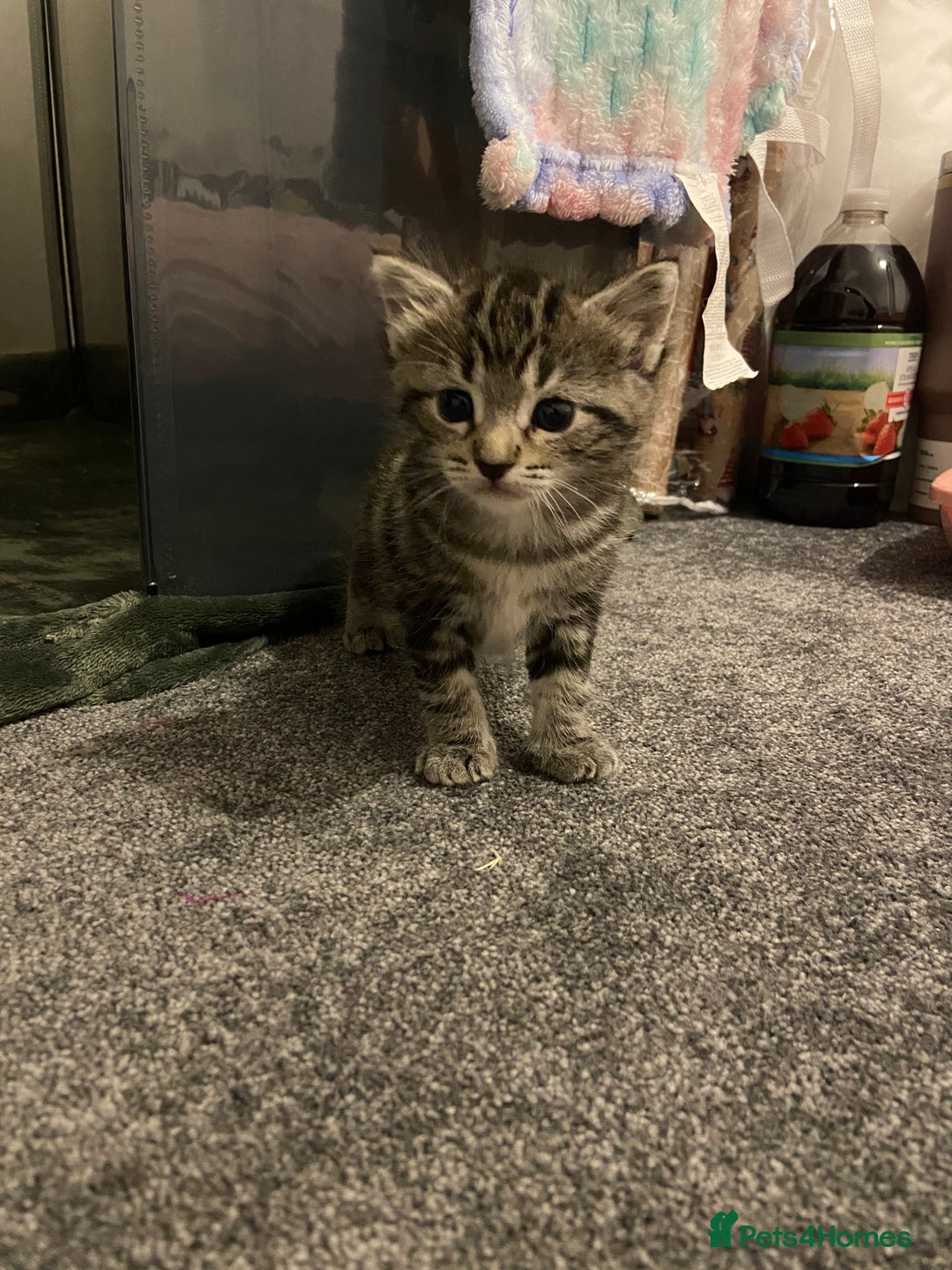 British Shorthair cats for sale: 2 female tabby kittens  - Advert 11