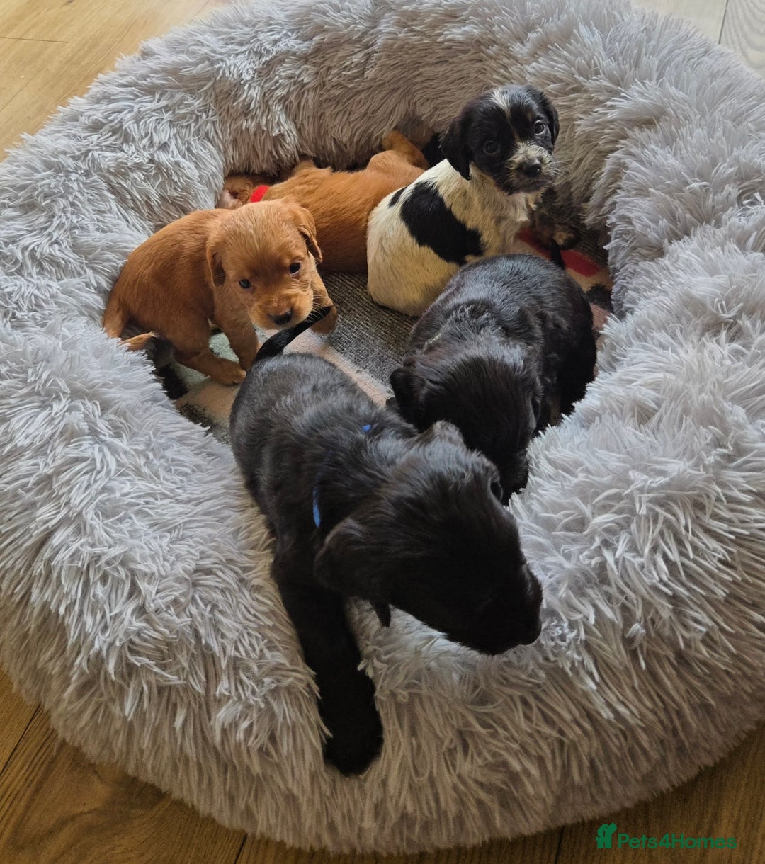 Cocker Spaniel dogs for sale: Outstanding cocker spaniel pups - Image 10
