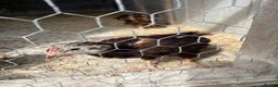 Chickens poultry for sale: 3 Rhode Island Red cockrells  - Advert 1