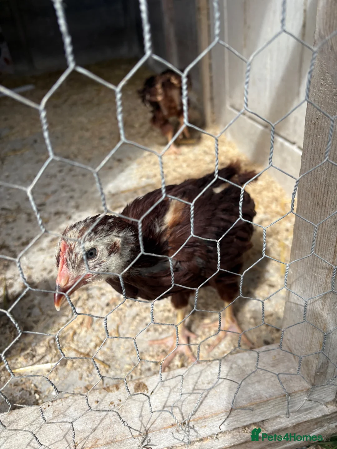 Chickens poultry for sale: 3 Rhode Island Red cockrells  - Advert 1