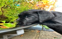 Labrador Retriever dogs for sale: Pinky Nose/olive eyes Very Unique Yellow puppy  - Image 22