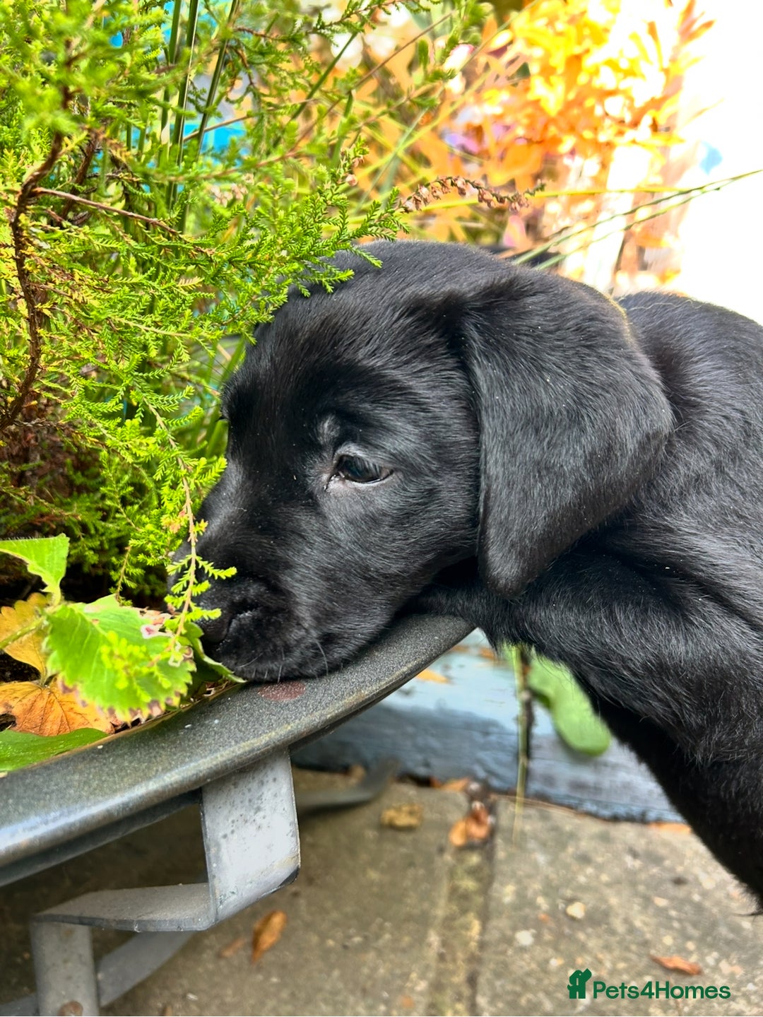 Labrador Retriever dogs for sale: Pinky Nose/olive eyes Very Unique Yellow puppy  - Image 22