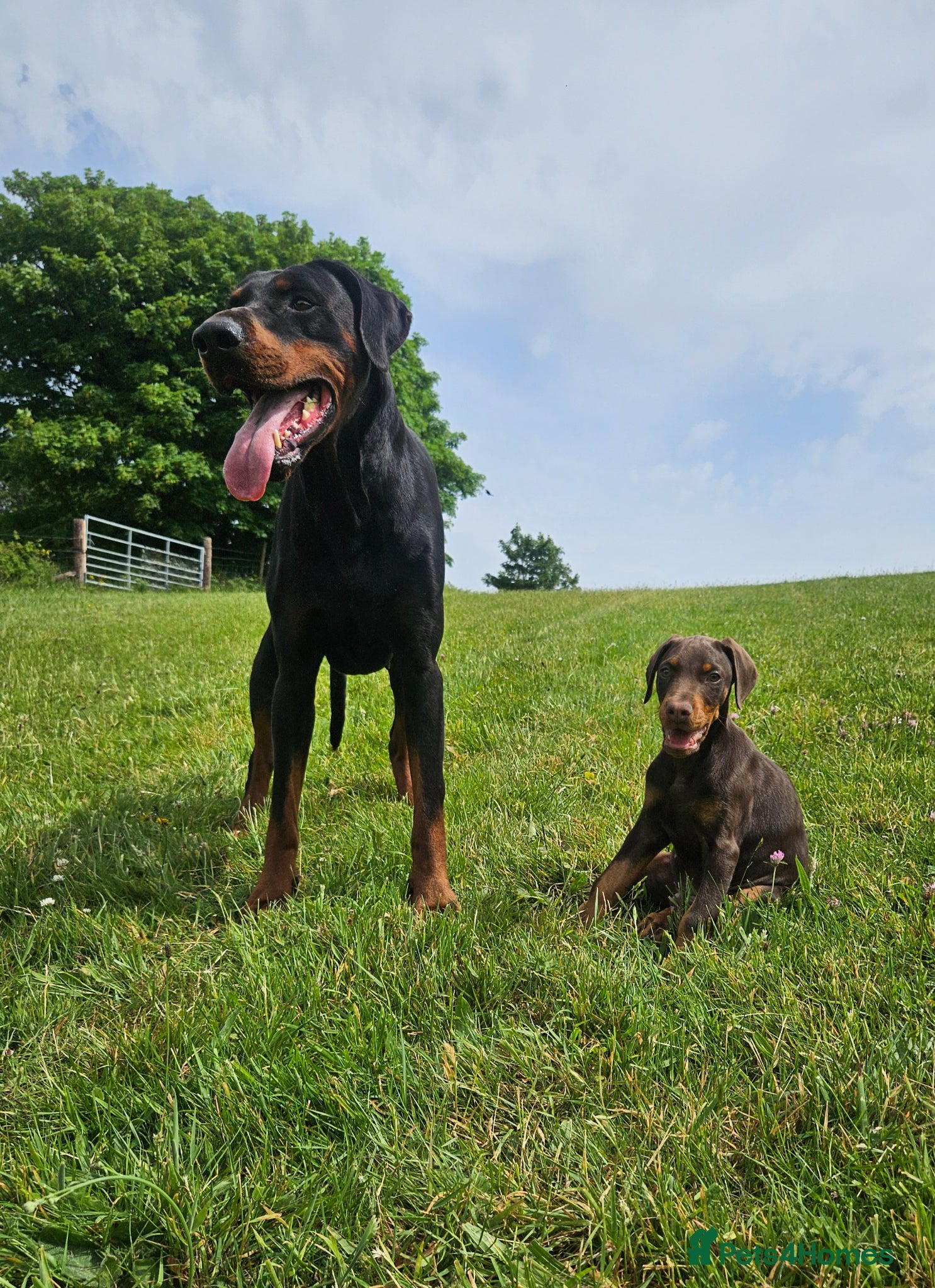Dobermann dogs 🐾 TOP QUALITY DNA & CHAMPION LINES🐾 - Advert 1