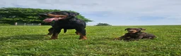 Dobermann dogs for sale: 🐾 TOP QUALITY DNA & CHAMPION LINES🐾 - Advert 1