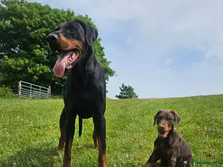 Dobermann dogs 🐾 TOP QUALITY DNA & CHAMPION LINES🐾 - Advert 1