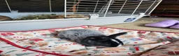 Netherland Dwarf rabbits for sale: Baby bunny - Advert 13