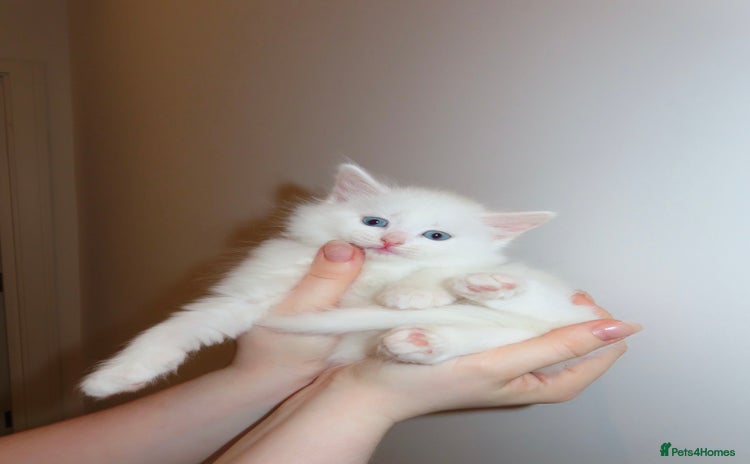 Siberian cats - Advert 1