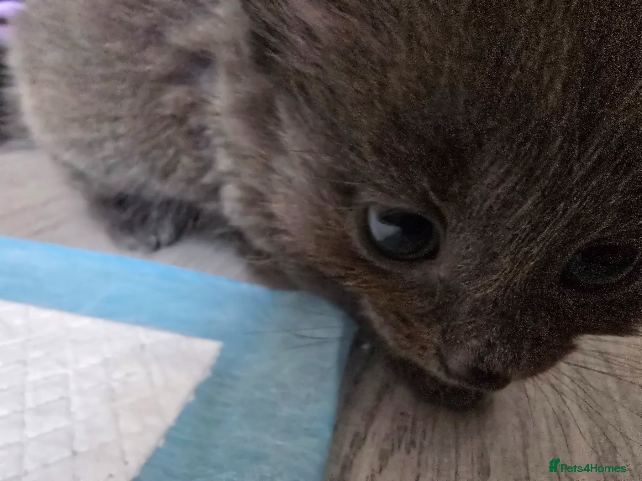Mixed Breed cats 1 BOY READY ON TUESDAY‼️ - Advert 1